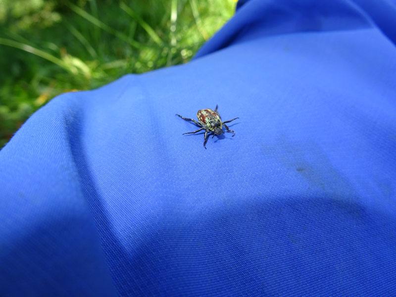 Rutelidae: Hoplia argentea Poda, maschio